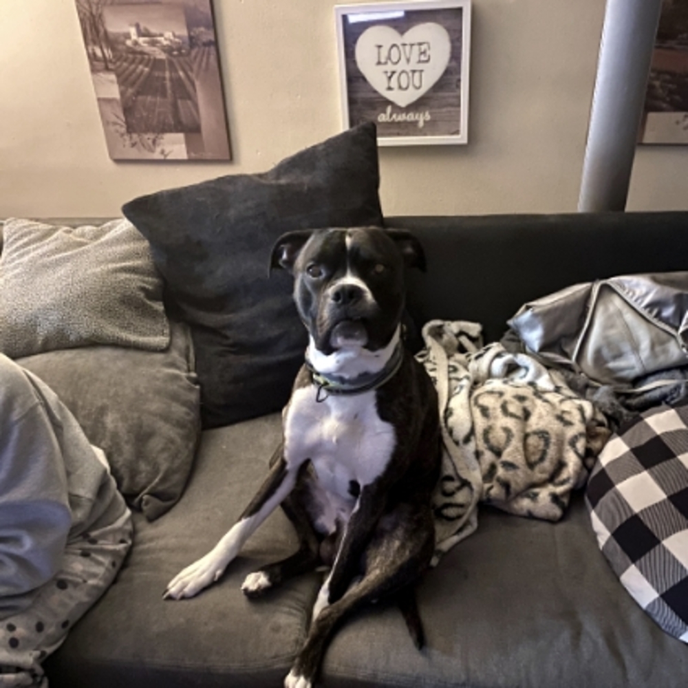 Meet your Posher, David